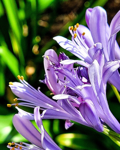 blog-jardinier-perpignan-2