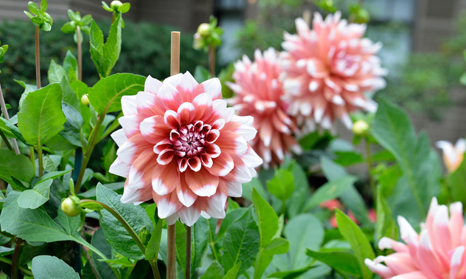 blog1-photo5